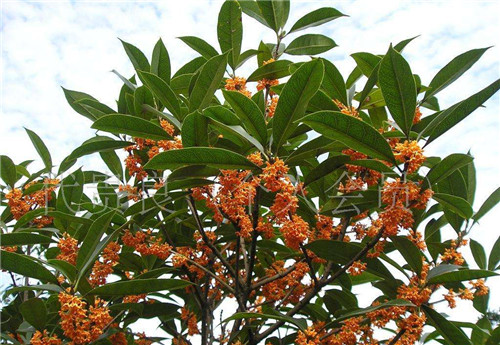 湖南桂花树 