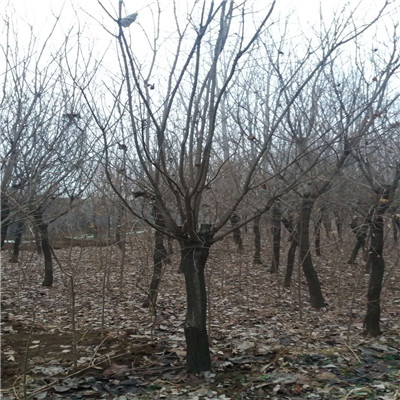 黄栌 