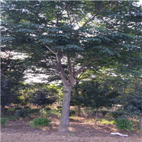黄山栾