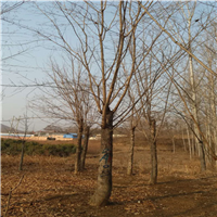五角枫