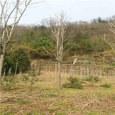 七叶树