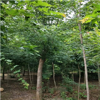 河南玉博苗圃基地 