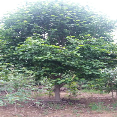 玉兰 