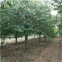 河南恒信苗圃