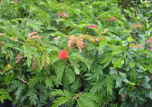 南宁红背桂-南宁鸭脚木\南宁红背桂 
