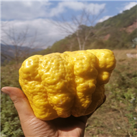 云南香橼基地