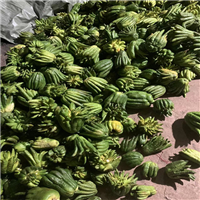 佛手片香橼片收购出售厂家