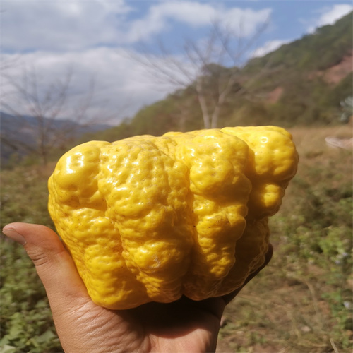 云南香橼基地