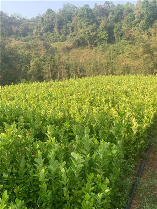普洱思茅香橼苗哪家好