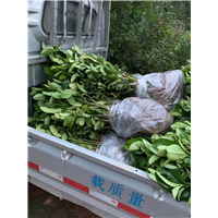 云南佛手苗