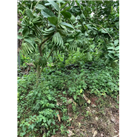 普洱思茅佛手苗
