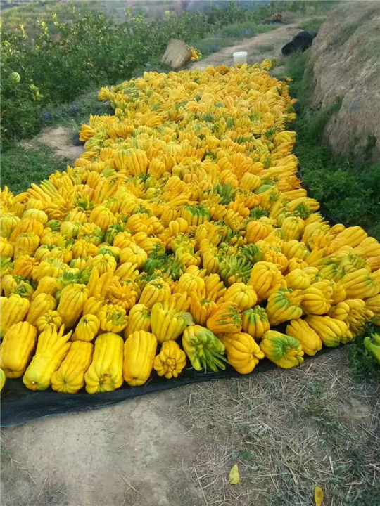 普洱思茅佛手苗 