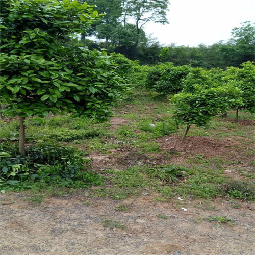 香橼苗
