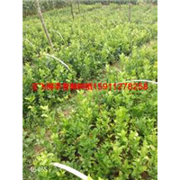 云南普洱思茅王飞香橼种植繁育基地 