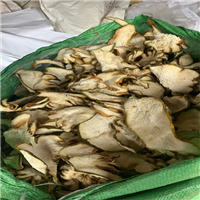 普洱思茅香橼苗