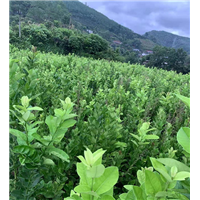 云南香橼苗批发