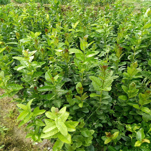 求购香橼苗