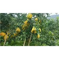 香橼片收购出售 