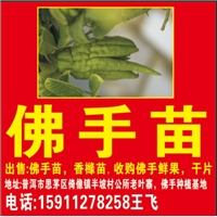 云南香橼苗繁育基地 