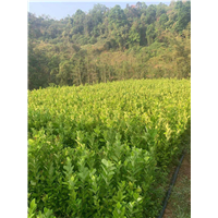 普洱思茅香橼苗哪家好