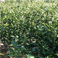 普洱思茅香橼