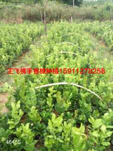 香橼切片机出售 
