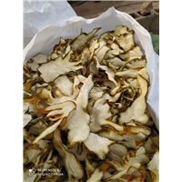 普洱思茅香橼苗
