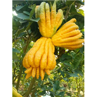 佛手片收购出售 