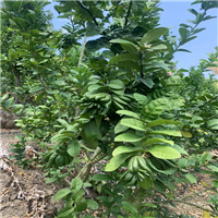 云南香橼苗百度爱采购