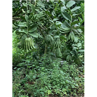 云南香橼苗