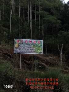 云南普洱香橼烘干机出售 