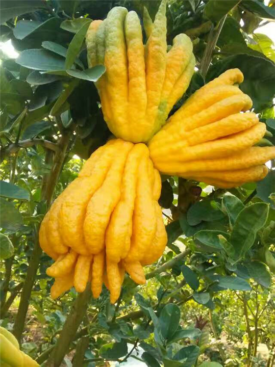 佛手片收购出售 