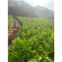 云南佛山苗销售公司