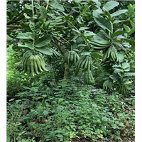 普洱思茅佛手苗批发