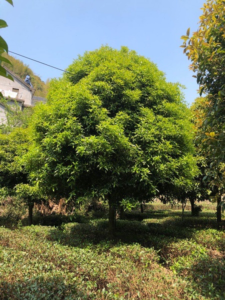 桂花树 