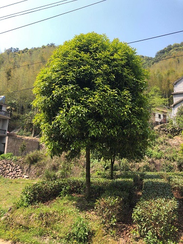 浙江桂花树