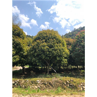浙江桂花树