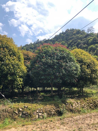 浙江桂花 