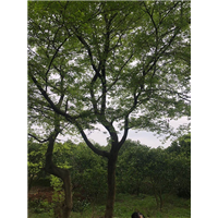 沙朴树 