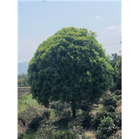 桂花树 