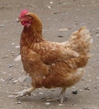 广州鸡苗/广州鸡苗供应商