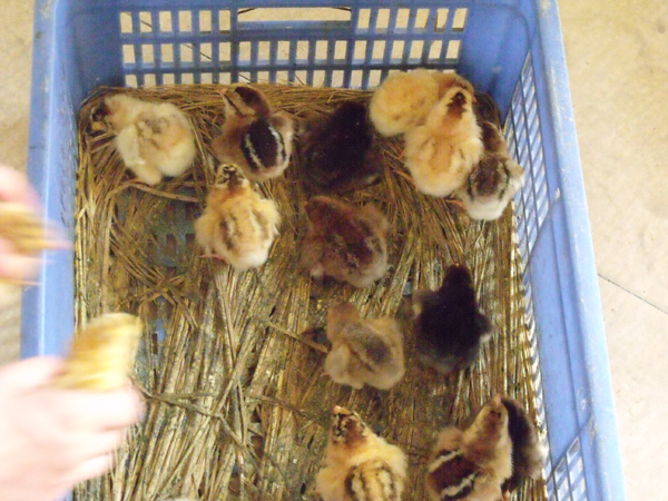 广州鸡苗/广州鸡苗供应商