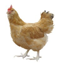 广州鸡苗/广州三黄胡须鸡母鸡特征