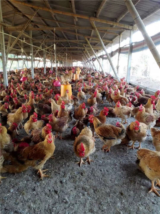广州鸡苗/广州麻黄种公鸡养殖技术管理 