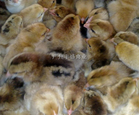 广州鸡苗/k9鸡苗价格 