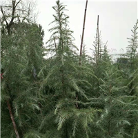 河南雪松
