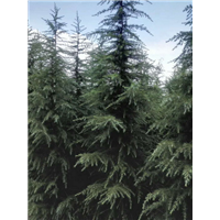 河南雪松