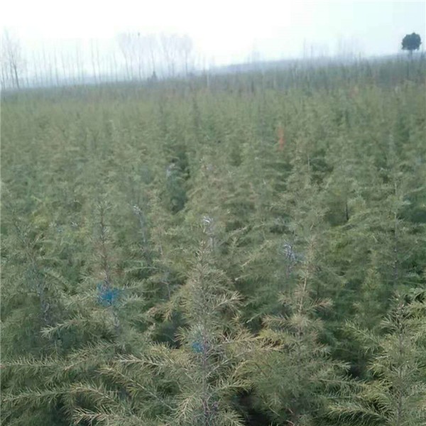 河南雪松