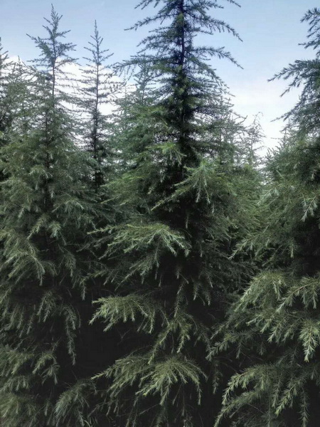 河南雪松