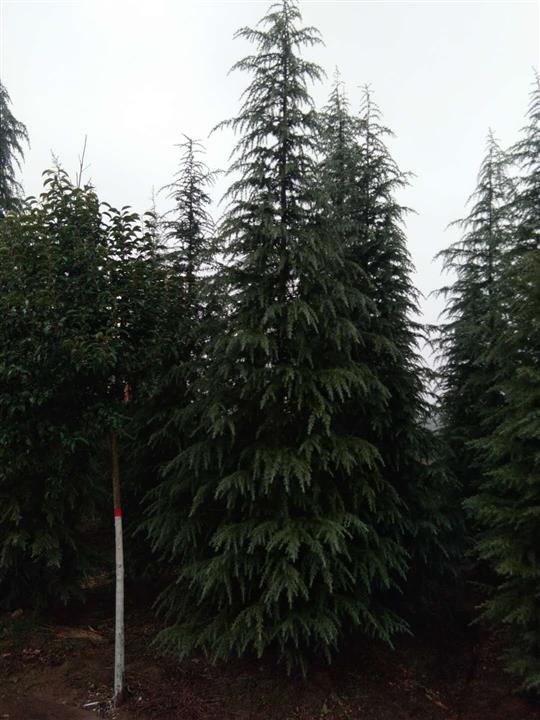 河南驻马店雪松 